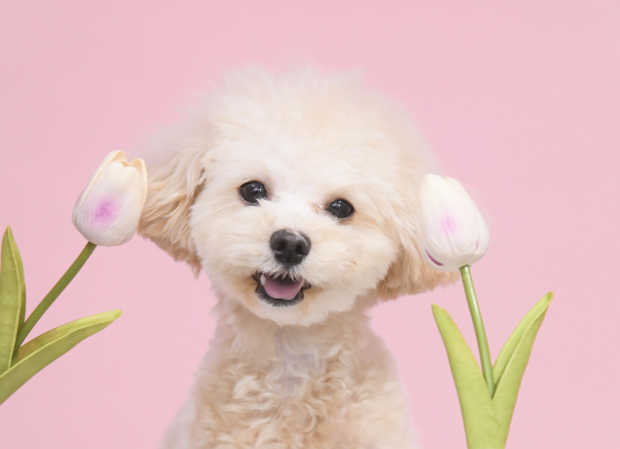 マルプーのルピ、ブログ始動 🐶🌿☁️ | マルプーのルピ